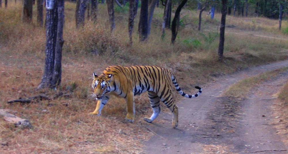 Buxa Tiger Reserve