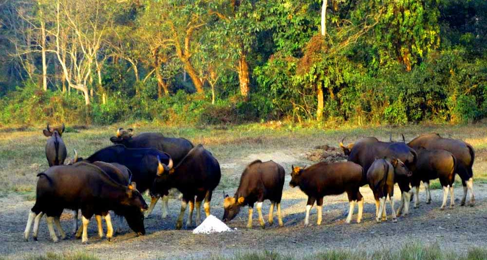 Jaldapara Wildlife Sanctuary