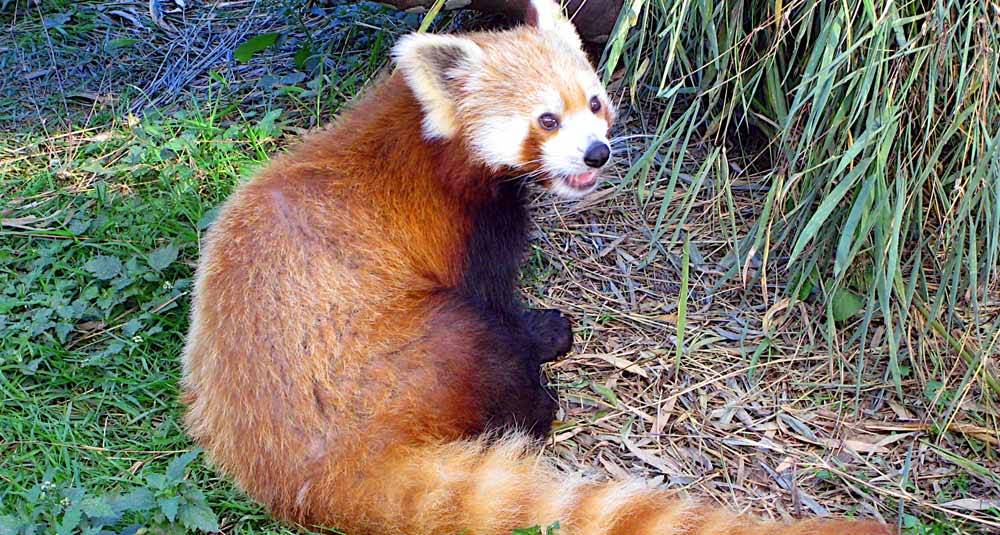 Himalayan Zoological Park