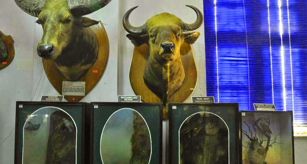 Bengal Natural History Museum