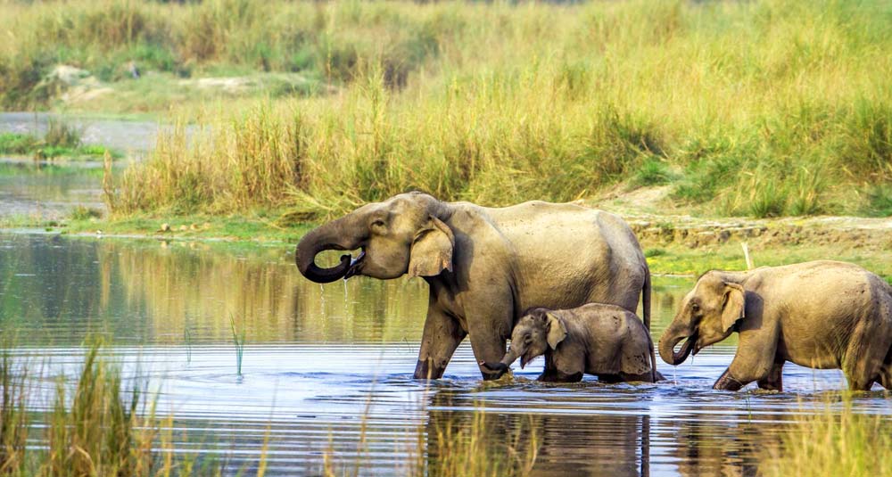 Chitwan National Park